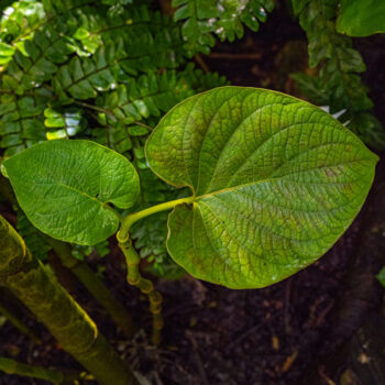 Hoja Santa