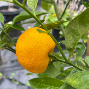 Keraji Mandarin