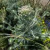Moon Carrot