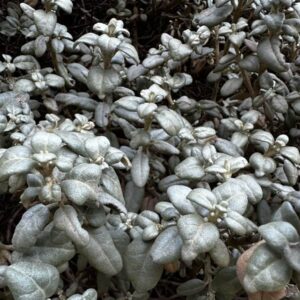 Roundleaf Buffaloberry