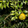 Australian Round Lime