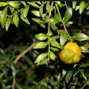 Australian Round Lime