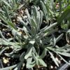 Silver Frost Lavender