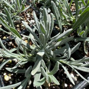 Silver Frost Lavender