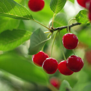Valentine Bush Cherry