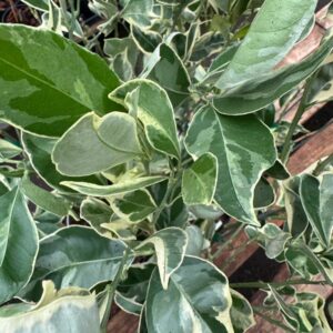 Variegated Cara Cara Navel Orange