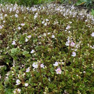 Veronica hookeriana