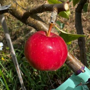 Wickson Crabapple Tree