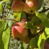 Wickson Crabapple Tree