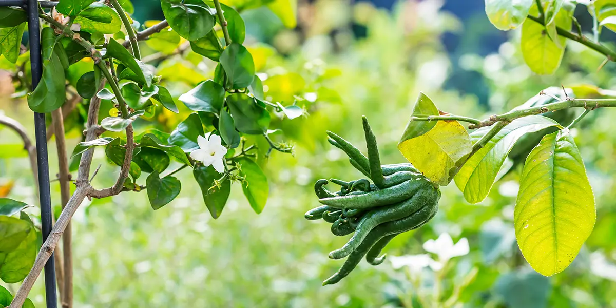 Citrus Growing Guide