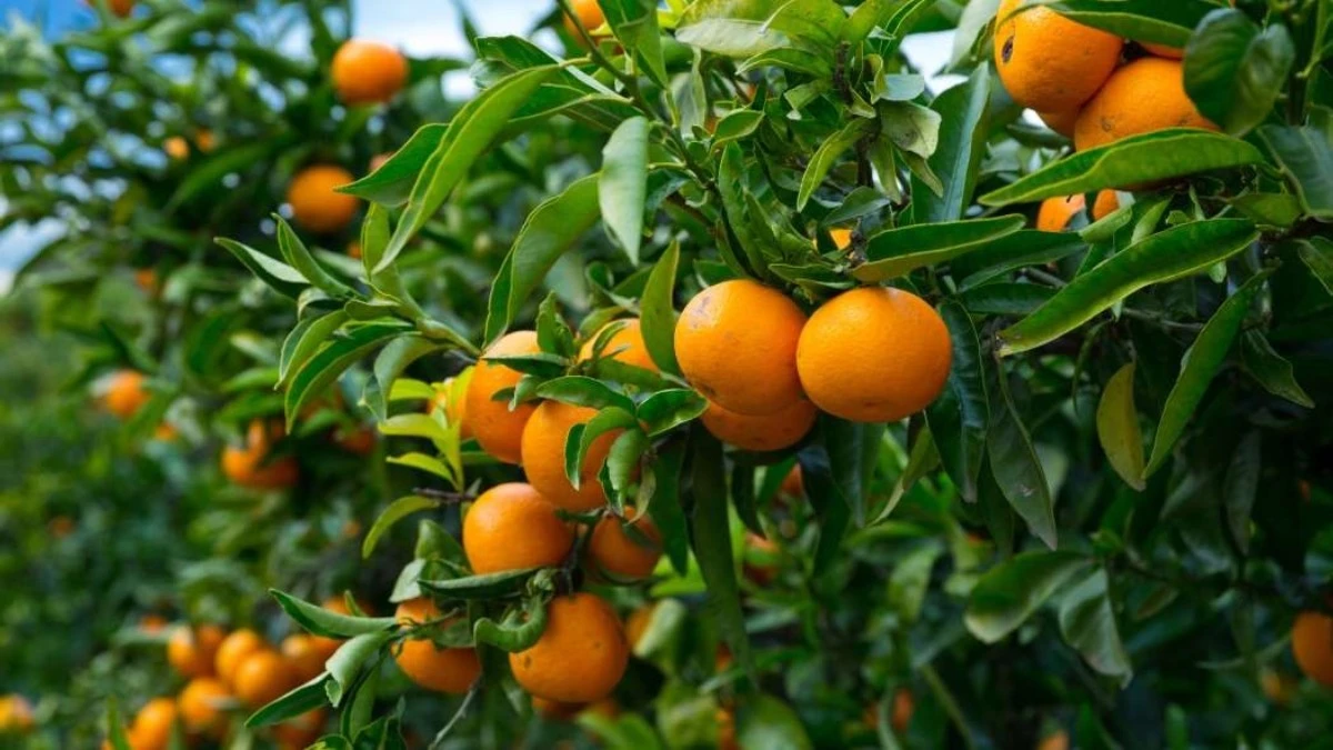 One Green World In Portland Oregon selling Unique Citrus