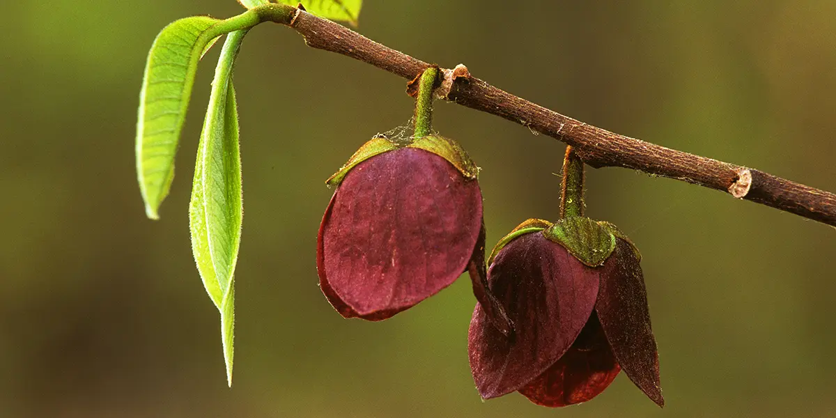 Pawpaw Growing Guide