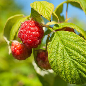 Bababerry Raspberry