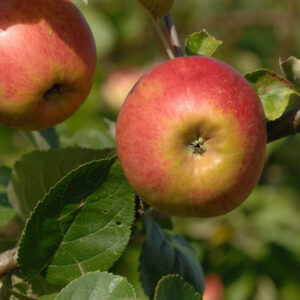 Belle de Boskoop Apple