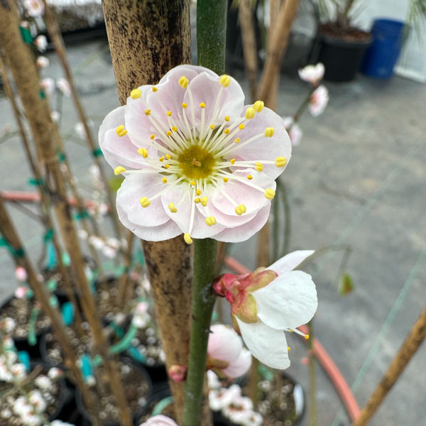 Japanese Flowering Plum - One Green World