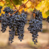 Cabernet Sauvignon Wine Grape