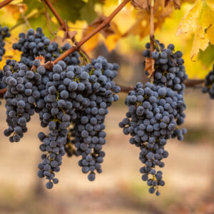 Cabernet Sauvignon Wine Grape