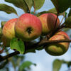 Muscadet de Dieppe apple