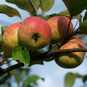Muscadet de Dieppe apple