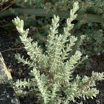 Rosmarinus x mendizabalii