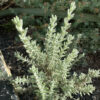 Rosmarinus x mendizabalii