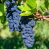 Trousseau Wine Grape
