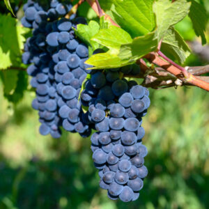 Trousseau Wine Grape