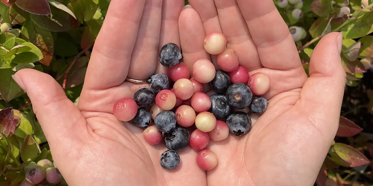 Blueberry Diaries Post