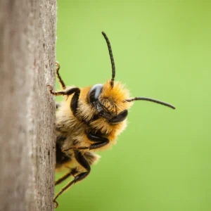 Mason Bees