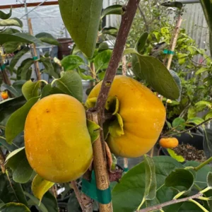 Mikkusu-JT-02-Persimmon