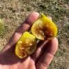 Princessa Fig