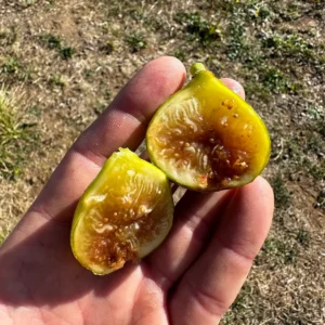 Princessa Fig