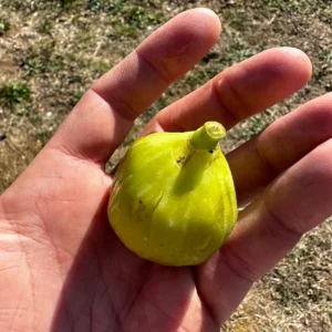 Princessa Fig