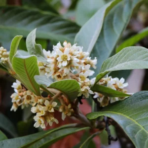 Unique Collections Loquats