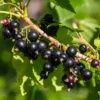 Ben Lomond Black Currant