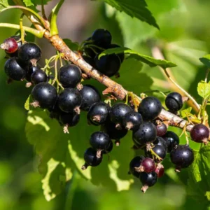 Ben Lomond Black Currant