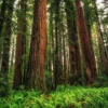 Coast Redwood