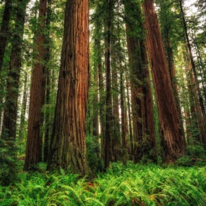 Coast Redwood