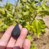 Luv Fig