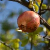Phoenicia Pomegranate