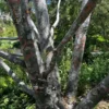 Lacebark Pine