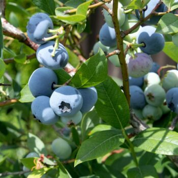 Premier Rabbiteye Blueberry