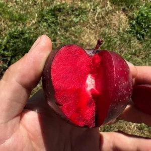 Purple Passion Apple Tree