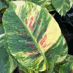 Variegated Dwarf Cavendish Banana