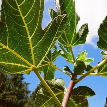 Events at One Green World