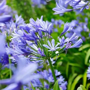 Agapanthus