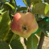 Api Etoile Apple Tree
