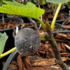 Calderona Fig Tree