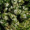 Dwarf Mediterranean Myrtle