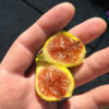 Gabe's Gold Fig Tree
